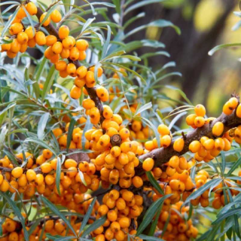 Šaltalankis (savid.) - Hippophae rhamnoides FRIESDORFER ORANGE