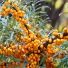 Sea Buckthorn - Hippophae rhamnoides FRIESDORFER ORANGE