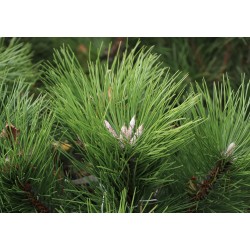 Juodoji pušis - Pinus nigra nigra