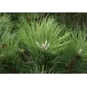Juodoji pušis - Pinus nigra nigra