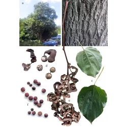 Saldžioji hovenija - Hovenia dulcis