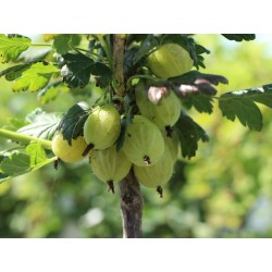 Gooseberry - Ribes uva-crispa KARLIN