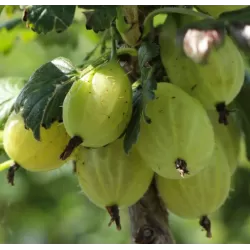 Gooseberry - Ribes uva-crispa KARLIN