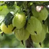 Gooseberry - Ribes uva-crispa KARLIN