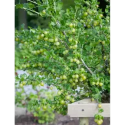 Gooseberry - Ribes uva-crispa KARLIN