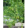 Gooseberry - Ribes uva-crispa KARLIN