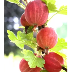 Gooseberry - Ribes uva-crispa LARELL