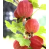 Gooseberry - Ribes uva-crispa LARELL