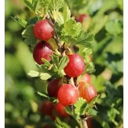 Gooseberry - Ribes uva-crispa LARELL