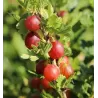 Gooseberry - Ribes uva-crispa LARELL