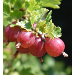Gooseberry - Ribes uva-crispa LARELL