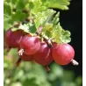 Gooseberry - Ribes uva-crispa LARELL