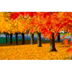 Cukrinis klevas - Acer saccharum