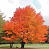 Cukrinis klevas - Acer saccharum