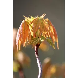 Cukrinis klevas - Acer saccharum