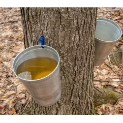 Cukrinis klevas - Acer saccharum