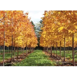 Cukrinis klevas - Acer saccharum