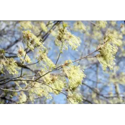 Cukrinis klevas - Acer saccharum