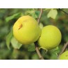 Quince - Chaenomeles superba PINK LADY