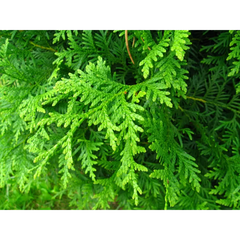 Vakarinė tuja - Thuja occidentalis BRABANT (Solo augalai)