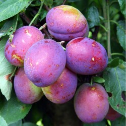 Naminė slyva - Prunus domestica JUBILEUM
