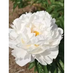 Bijūnas - Paeonia ALICE HARDING