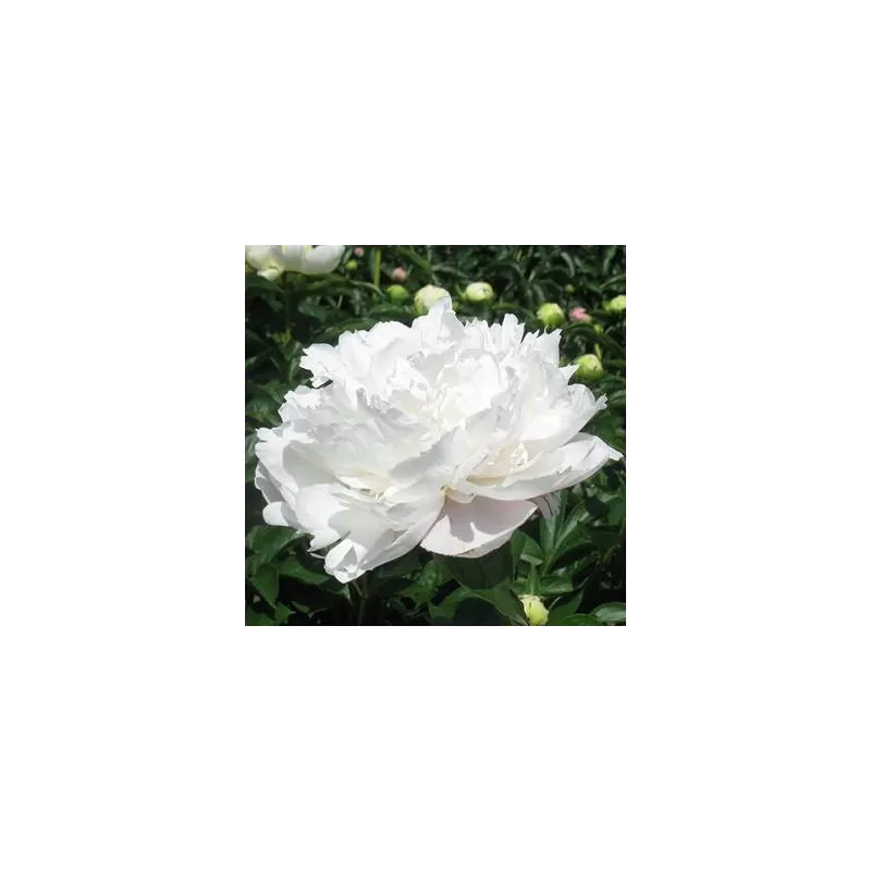 Bijūnas - Paeonia ALICE HARDING