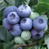 Aukštoji šilauogė - Vaccinium corymbosum DUKE