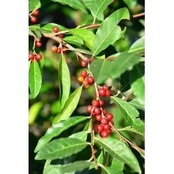 Skėtinis žilakrūmis - Elaeagnus umbellata SWEET N TART