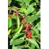 Skėtinis žilakrūmis - Elaeagnus umbellata SWEET N TART
