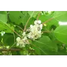 Skėtinis žilakrūmis - Elaeagnus umbellata SWEET N TART