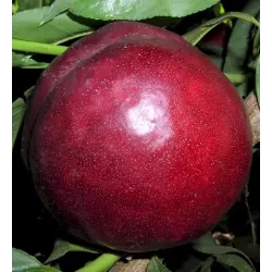 Nectarine - Prunus persica nucipersica HARKO