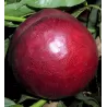 Nectarine - Prunus persica nucipersica HARKO