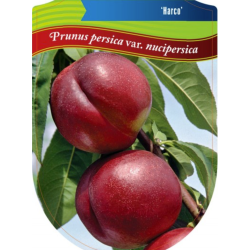 Nektarinas - Prunus persica nucipersica HARCO