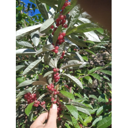 Autumn Olive - Elaeagnus umbellata RUBY