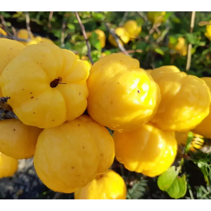 Svarainis - Chaenomeles japonica RASA