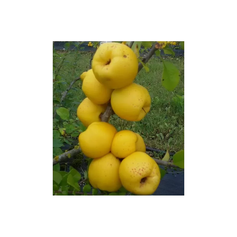 Užsisakyk augalus pavasariui jau dabar