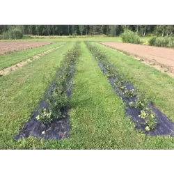 Svarainis - Chaenomeles japonica RASA