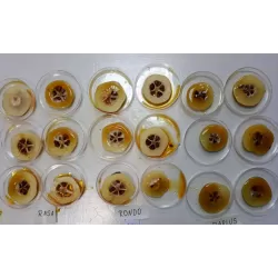 Svarainis - Chaenomeles japonica RASA