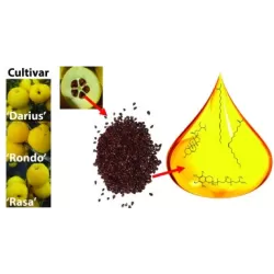 Svarainis - Chaenomeles japonica RASA