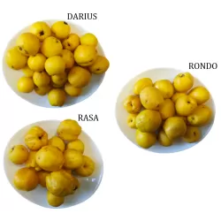 Svarainis - Chaenomeles japonica RONDO