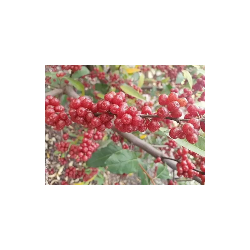 E-medelynas internete: vaismedžiai ir vaiskrūmiai