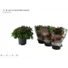Alstromerija - Alstroemeria COLORITA PURPLE P19