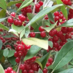 E-medelynas internete: vaismedžiai ir vaiskrūmiai