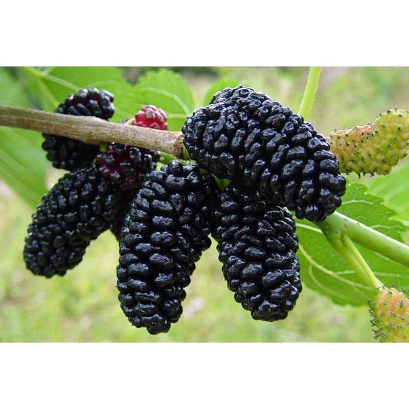 Mulberry - Morus nigra