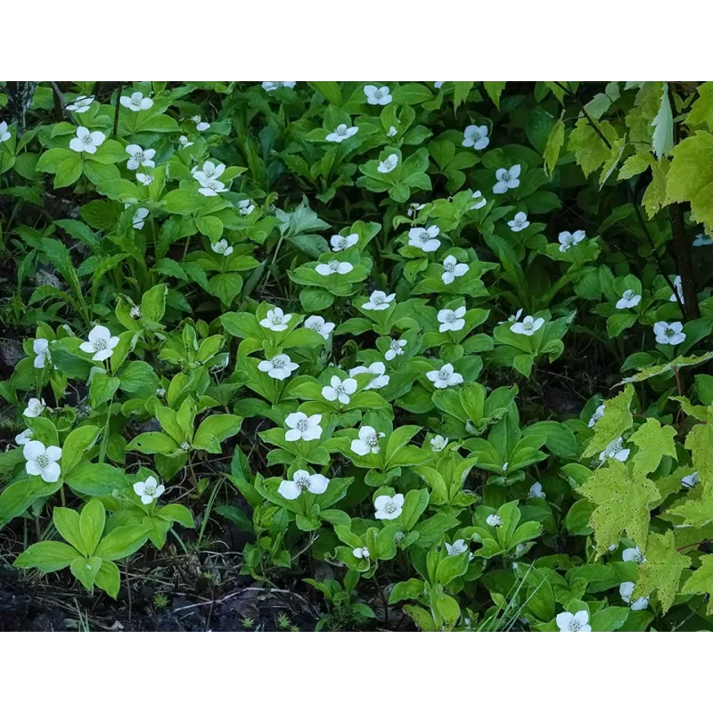 Kanadinės sedulos sodinukai su pristatymu į namus