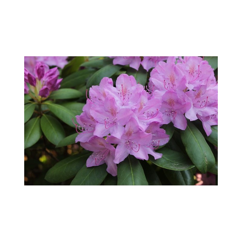 Amerikinis rododendras - Rhododendron Catawbiense GRANDIFLORUM