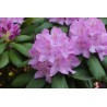 Amerikinis rododendras - Rhododendron Catawbiense GRANDIFLORUM