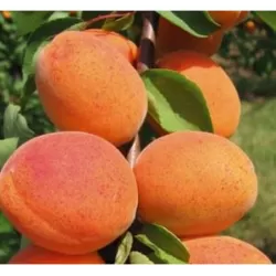 Apricot - Prunus armeniaca GOLDRICH
