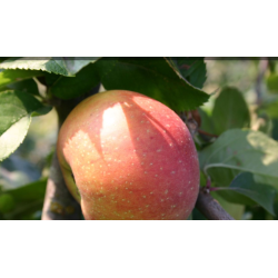 Apple Tree - Malus domestica AUKSINIS RENETAS